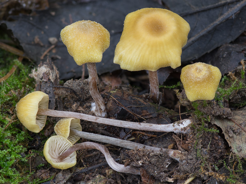 Entoloma pleopodium